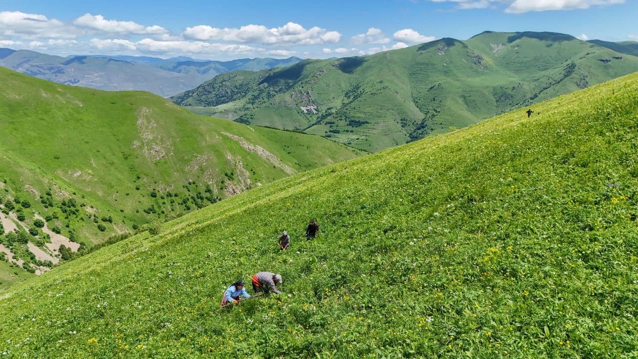 Caring for Over 300,000 Young Trees Through Summer Weeding
